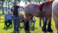 Lierop Fokpaardendag 2016 (73)